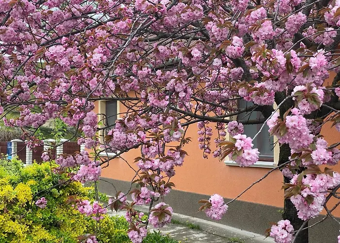 Dora Apartman